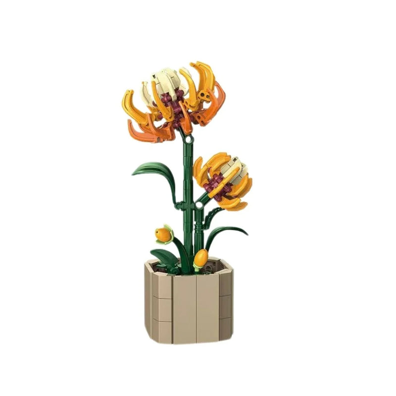 Chrysanthème en pot
