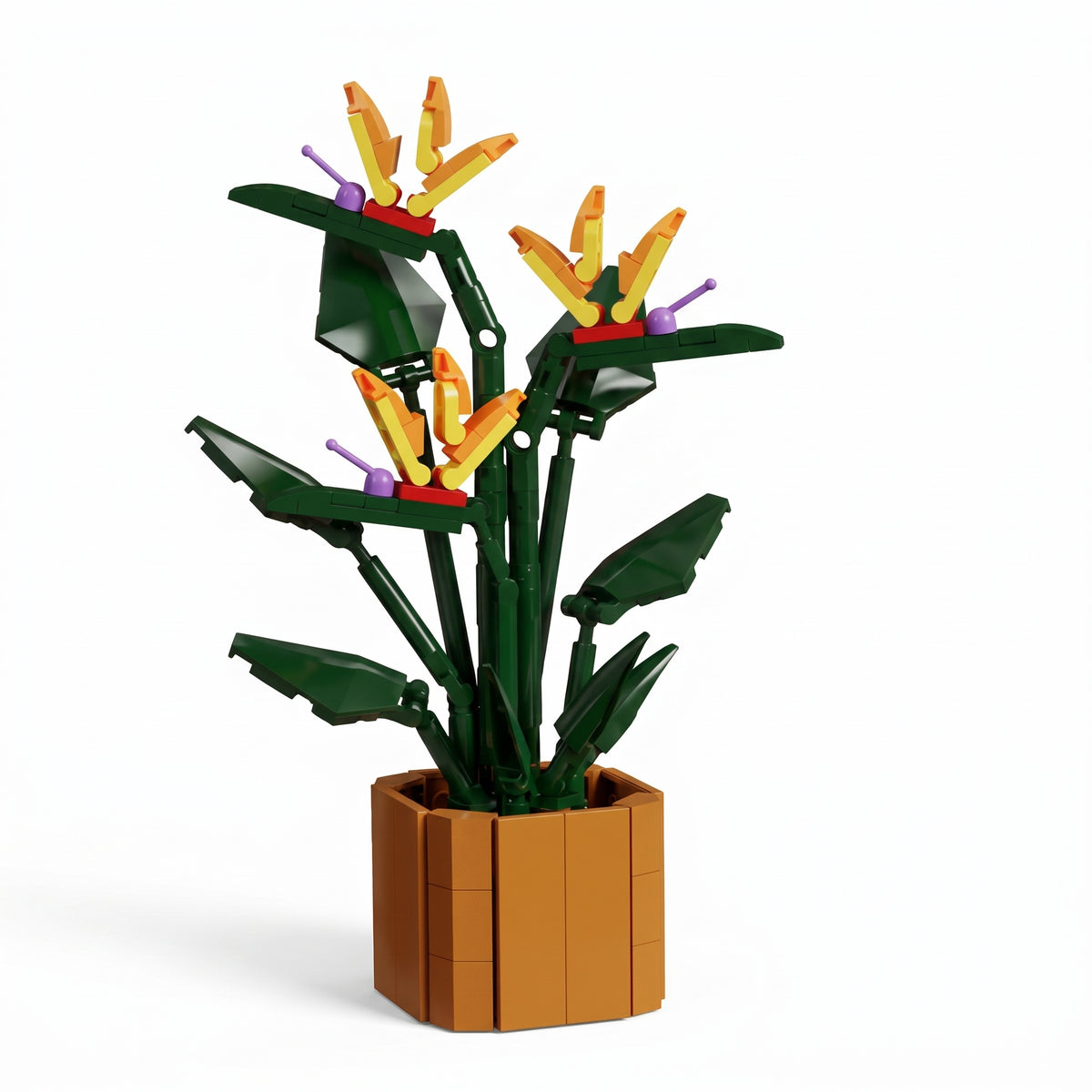Oiseau de Paradis en Pot
