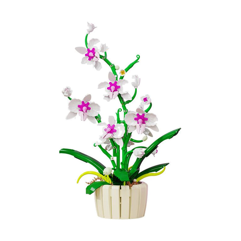 Orchidée Blanche en Pot